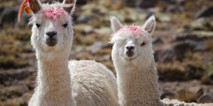 1920x1200 5814642 1920x1200 llama wallpaper for computer | llama | Tokkoro.com