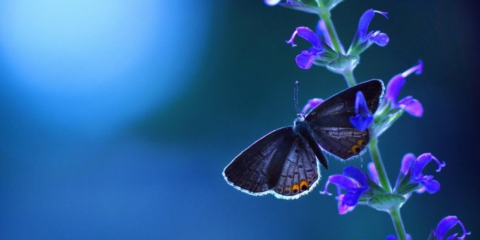 1920x1200 Beautiful Purple Butterfly Setting On The Flower HD Wallpaper