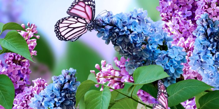 4000x2639 1711 free purple butterfly desktop wallpaper | Butterfly hd