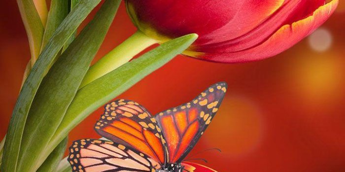 720x1280 Flowers Live Wallpaper for Android - APK Download