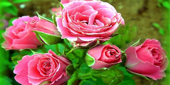 1366x768 3d Rose Live Wallpaper Free - Love Flower Images Hd (#369172) - HD