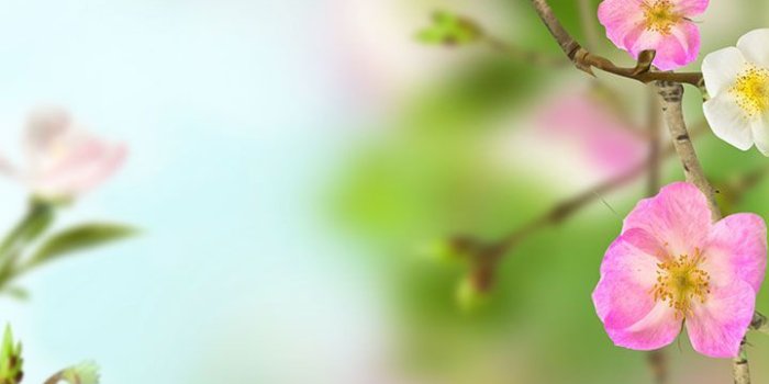 720x1280 Amazon.com: Flowers Live Wallpaper: Appstore for Android