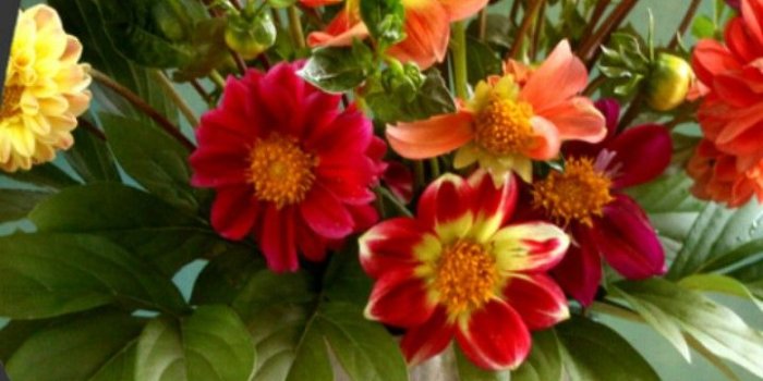 720x1280 Flowers Live Wallpapers