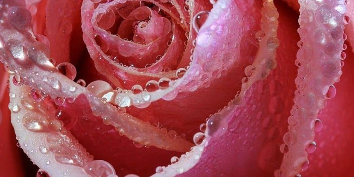 853x1280 The Art of Live Wallpaper: Shining Flowers Live Wallpaper