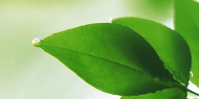 1080x1920 1080x1920 Wet Green Leaves oppo find Wallpaper HD Mobile | Обои для