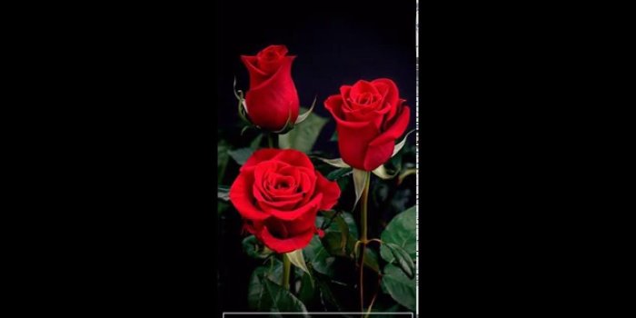 1280x720 Rose Live Wallpaper for Android Phones and Tablets