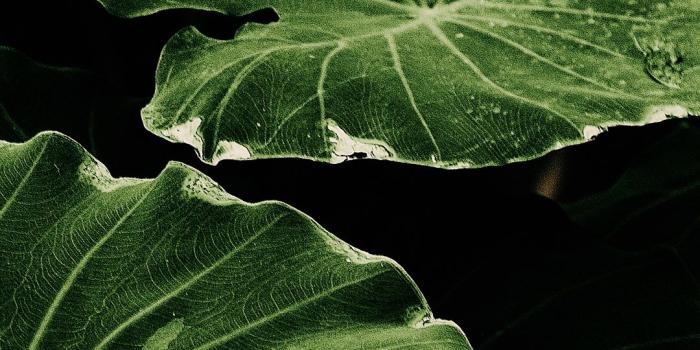 1080x1920 Free HD Green Leaves Phone Wallpaper...4574