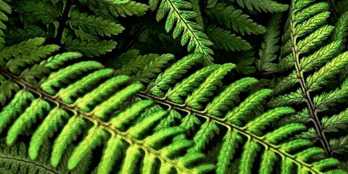 1080x1920 Green Fern HD Wallpaper For Your Mobile Phone