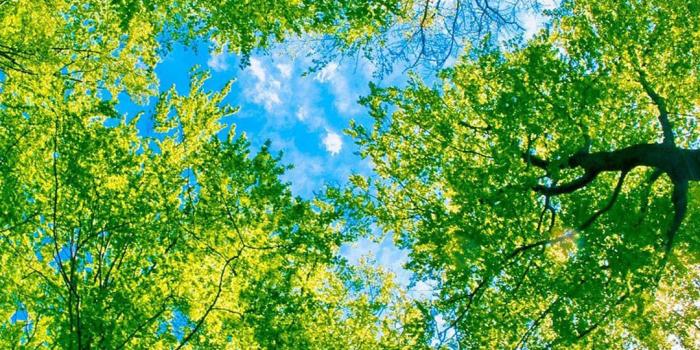 1080x1920 Under Green Trees htc one wallpaper - Best htc one wallpapers