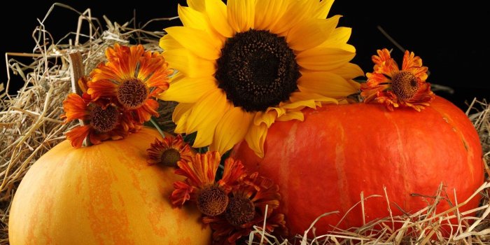 1920x1200 Autumn Nature Pumpkin Flowers Fall Rose Flower Hd Live Wallpaper