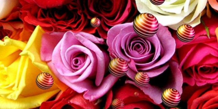 720x1280 Rose Flower Live Wallpapers - Rose Free Wallpaper & Backgrounds