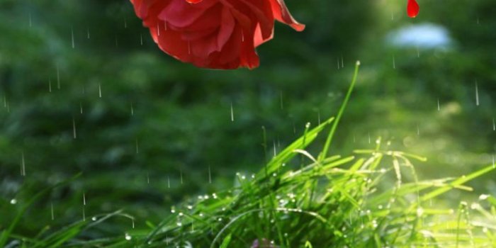 1080x1920 Rose Flower Live Wallpaper - Live Wallpaper Flower Rose (#799529