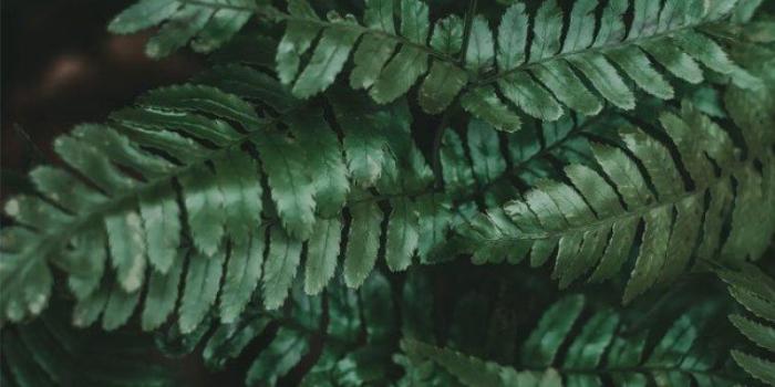 757x1305 Beautiful green leaves pictures, iphone wallpaper ideas