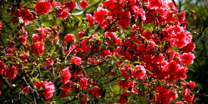 1229x698 Camellia Latest Hd Wallpapers Free Download | Wallpapers Up