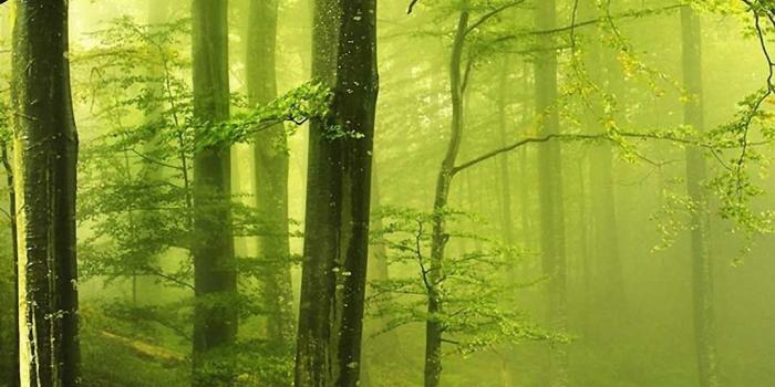 1080x1920 Beautiful Green Forest iPhone 6s Wallpapers HD