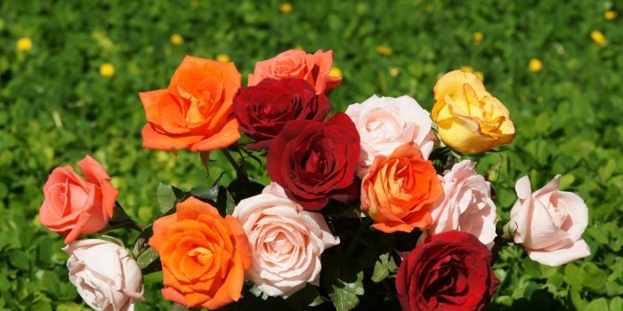 1600x900 flower live hd 3D #wallpaper - HD Wallpapers