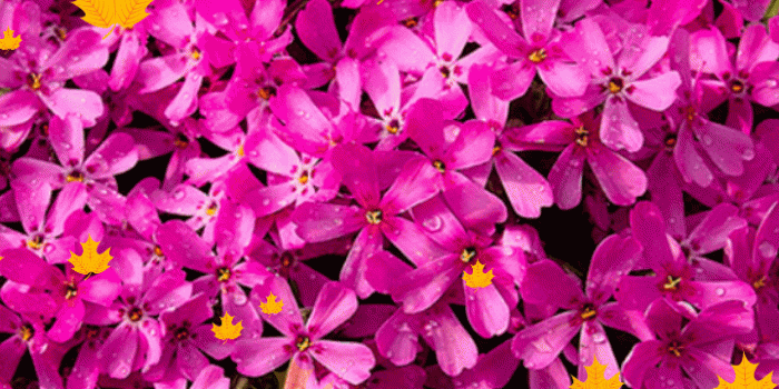 720x1280 Live Wallpapers - Flowers