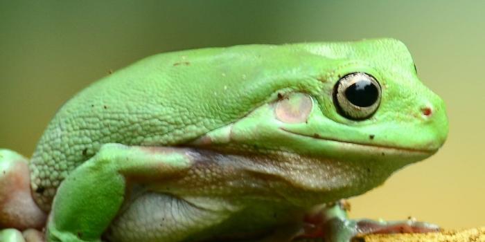 1440x2560 Green Frog Wallpaper - iPhone, Android & Desktop Backgrounds