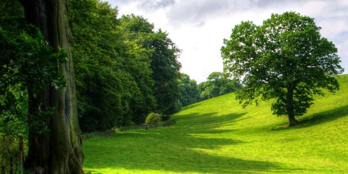 1080x1920 Free HD Green Park Phone Wallpaper...5584