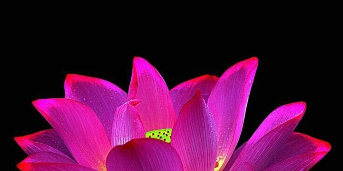 736x1472 Bev Graney on Art in 2019 | Lotus flower wallpaper, Flower
