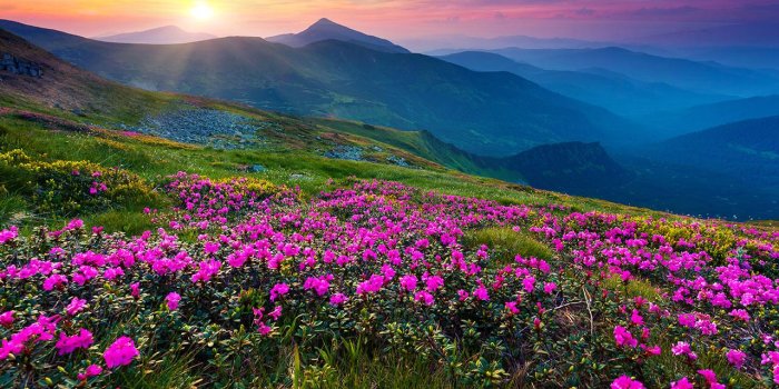 1280x720 Mountain Flower Live Wallpaper App Ranking and Store Data | App
