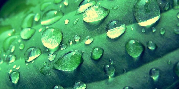 1200x1600 Green Nature Mobile Wallpaper - Mobiles Wall