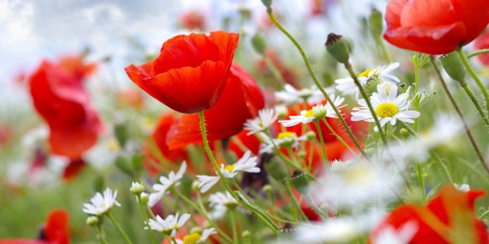 1280x800 Fresh Flowers Wallpaper(30+), Download HD Wallpapers