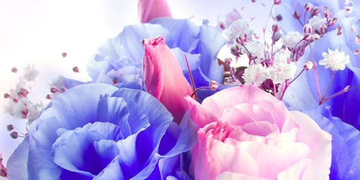 720x1280 16346 live flower wallpaper