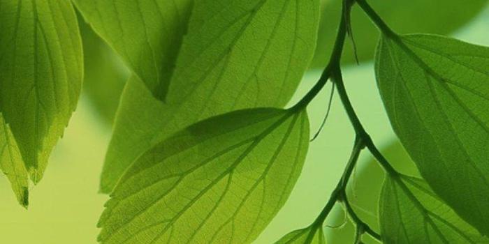 1080x1920 Fresh green leaves htc one wallpaper - Best htc one wallpapers