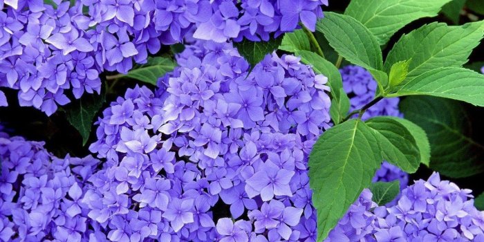 1280x1004 Purple Colour Flower Wallpaper Flowers Healthy - Hydrangea Flowers