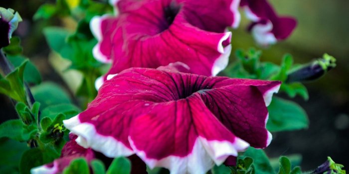 1332x850 Wallpaper flower, landscape, beautiful, live images for desktop