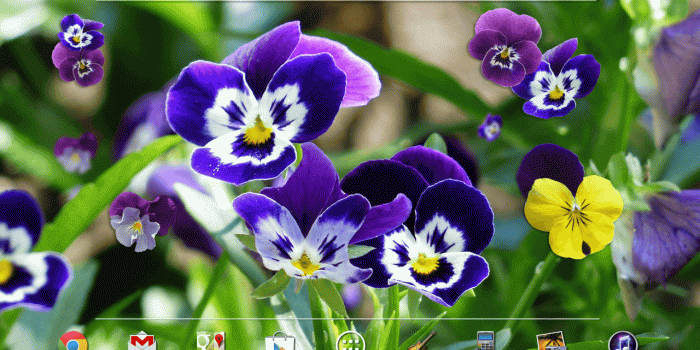 1280x800 Amazon.com: Pansy flowers Live Wallpaper: Appstore for Android