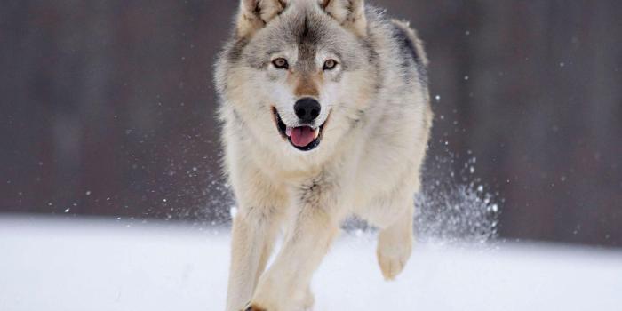 1920x1200 71+ Cool Wolf Wallpapers on WallpaperPlay