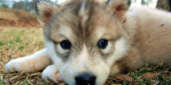 1920x1080 Cute Wolf Wallpapers - Top Free Cute Wolf Backgrounds - WallpaperAccess