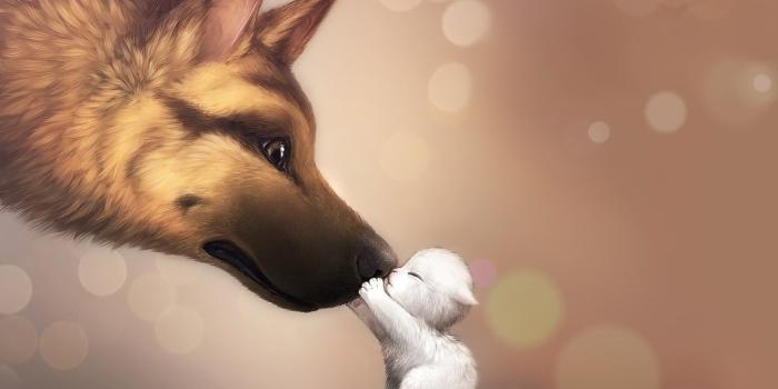 1920x1080 73+ Baby Wolf Wallpapers on WallpaperPlay