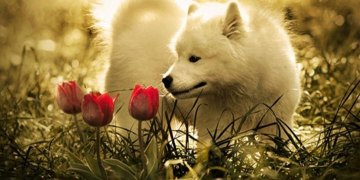 1024x787 74+] Baby Wolf Wallpaper on WallpaperSafari