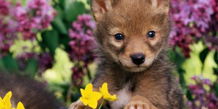 1920x1440 Cute Baby Wolf Wallpaper (58+ images)