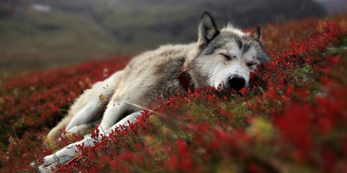 1680x1050 Cute Wolf Wallpapers - Top Free Cute Wolf Backgrounds - WallpaperAccess