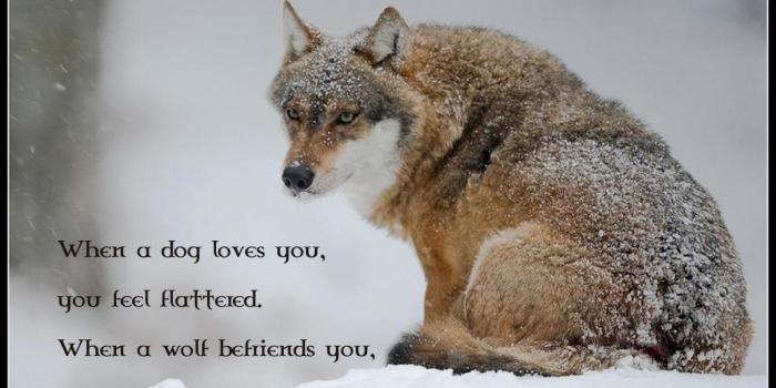 1920x1080 71+ Cool Wolf Wallpapers on WallpaperPlay