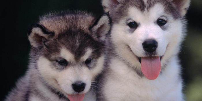 1600x1200 Baby Wolf Wallpapers