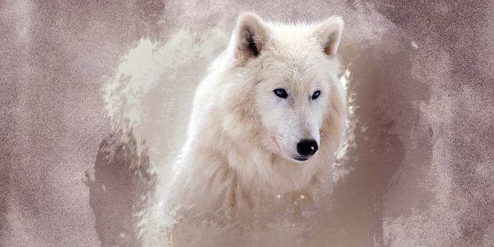 1920x1080 vertical Lone Wolf Wallpaper 1920x1080 windows | Pictures to use in