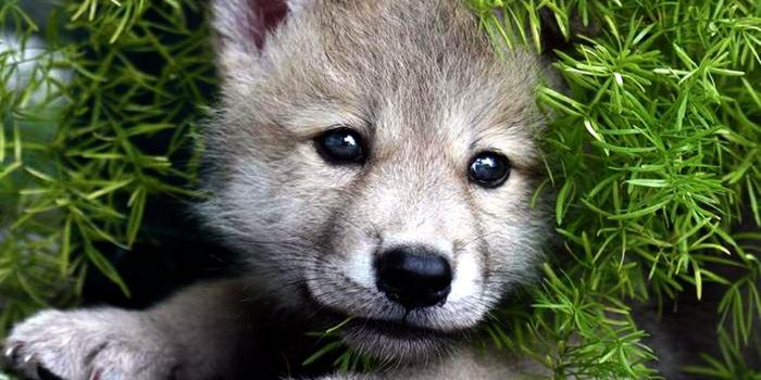 1280x969 47+] Cute Baby Wolf Wallpaper on WallpaperSafari