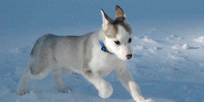 1920x1080 Baby Wolf Wallpapers