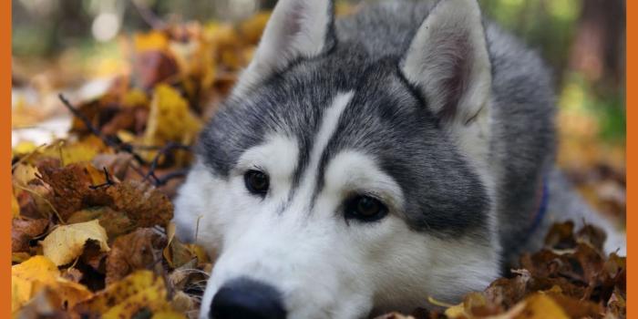 1660x1260 Cute Wolf Wallpapers - Top Free Cute Wolf Backgrounds - WallpaperAccess