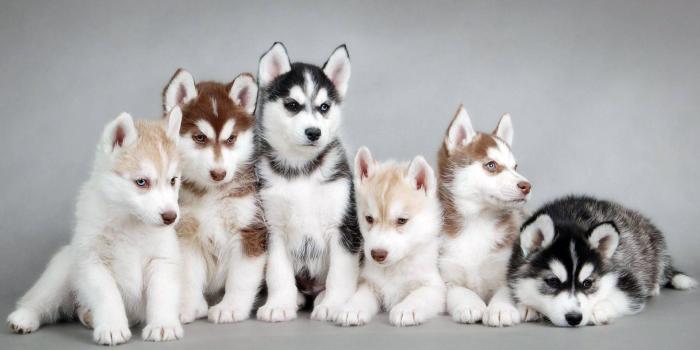 1920x1080 73+ Baby Wolf Wallpapers on WallpaperPlay