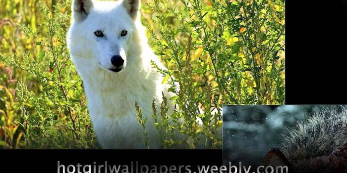 1280x720 Wolves Wallpaper amazing cute images of wolves where do wolf live cool  photography