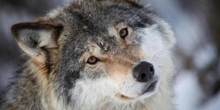 2048x1365 Cute Grey Wolf (#369043) - HD Wallpaper Download