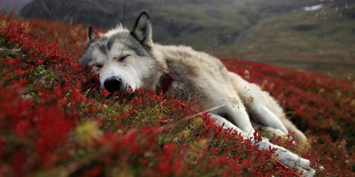 1920x1080 Cute Wolf Wallpapers - Top Free Cute Wolf Backgrounds - WallpaperAccess