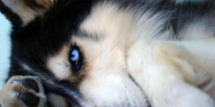 1280x960 Wolf - Wolves Wallpaper (30540867) - Fanpop