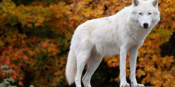 2560x1600 Cute Wolf Wallpapers - Top Free Cute Wolf Backgrounds - WallpaperAccess